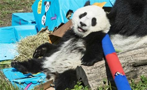 Giant Pandas Celebrate Their Birthdays Around The World