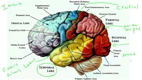 Cerebrum And Cerebral Cortex