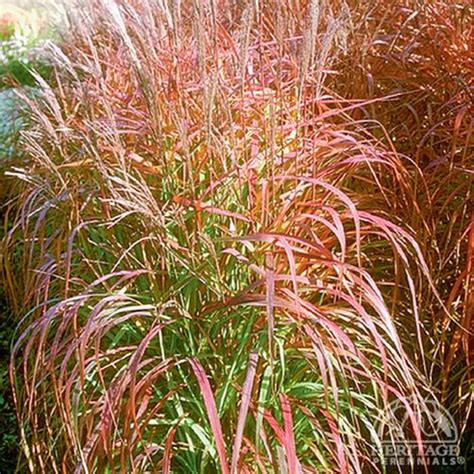Plant Profile for Miscanthus 'Purpurascens' - Flame Grass Perennial