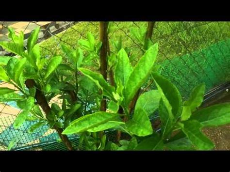 Maka hendaklah dibaca 'bismillah 20' setiap hari dan malamnya. Pokok Bismillah / Ketum Cina / Bitter Leaf - YouTube