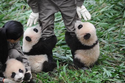 Super Adorkable Alert 36 Panda Cubs Born In 2017 Make Public Appearance