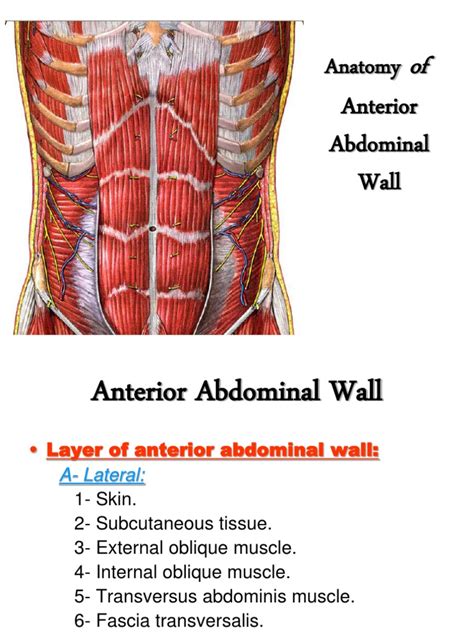 Anterior Abdominal Wall Abdomen Human Anatomy