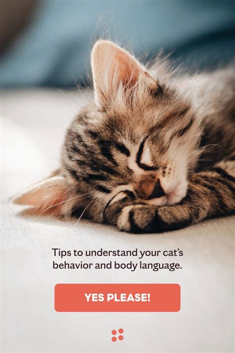 The Definitive Guide To Cat Behavior And Body Language Cat Language