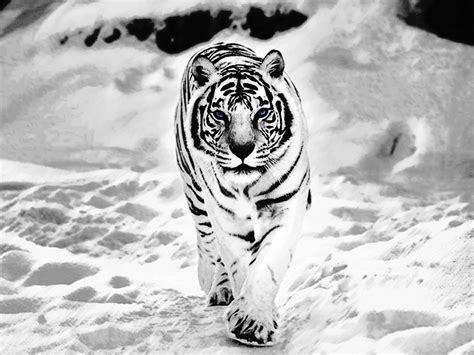 🔥 Download White Tiger In The Snow By Benski2011 By Aestes Snow