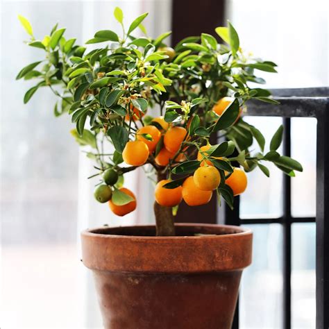 Nules Clementine Trees For Sale Citrus Tree Indoor Citrus Plant Citrus