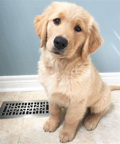 Golden Retriever Puppy Tap The Pin For The Most Adorable