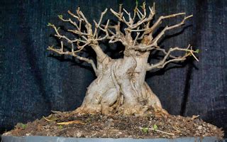 LENNARD S BONSAI BEGINNINGS 31 Years Old Ficus Burkei Progression