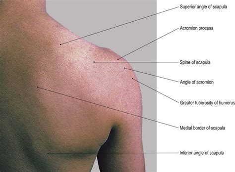 In either case, they are where the pain and/or tightness is. The upper limb | Basicmedical Key