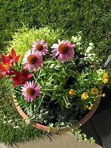 Perennial Flowers For Containers