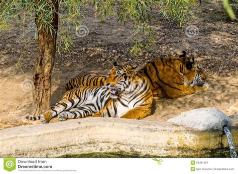 Tigers In The Shade Stock Image Image Of Tunisia Animal 53481007