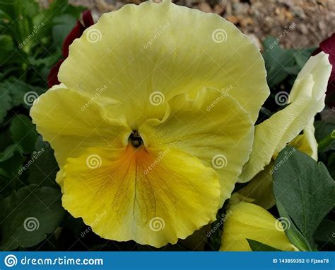Yellow Pansy Flower In A Garden In Winter Season Stock Photo Image Of