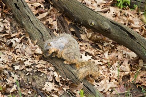 Do We Need To Help Bay Area Squirrels With Mange