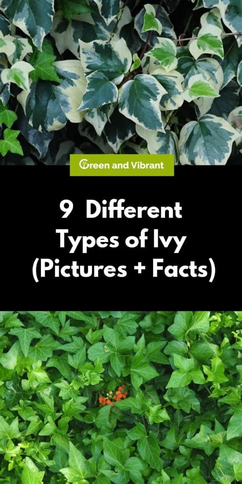 Pin By Melissa Raburn On Garden Grow In 2020 Types Of Ivy