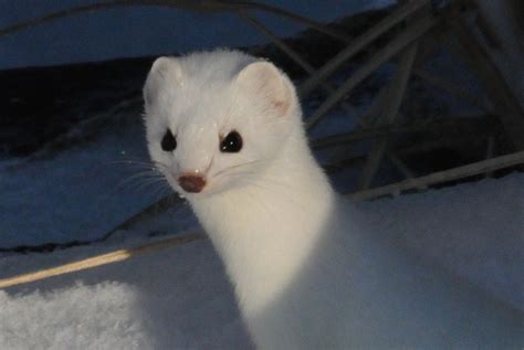 Ermine Short Tailed Weasel A Photo On Flickriver