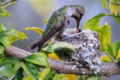 10 Adorable Pictures Of Baby Hummingbirds Birds And Blooms
