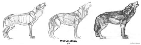 Erase the circles and background lines, then draw in the hair of the wolf and the stomach. How To Draw Animals Wolf By Ravenclaw 11