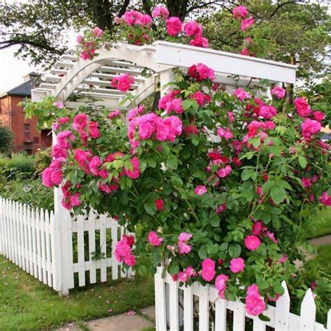 Rose Garden Designs Rose Garden4 Yard Ideas