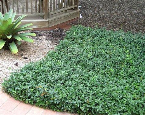 Rupturewort Green Carpet Ground Cover Seeds Herniaria