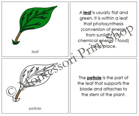 Botany Nomenclature Bundle Set 1 Montessori Made By Teachers
