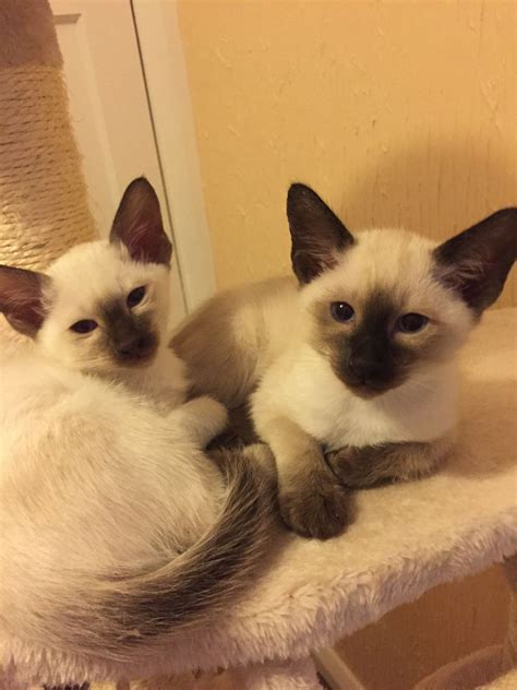Beautiful Siamese Kittens Available Brighton East
