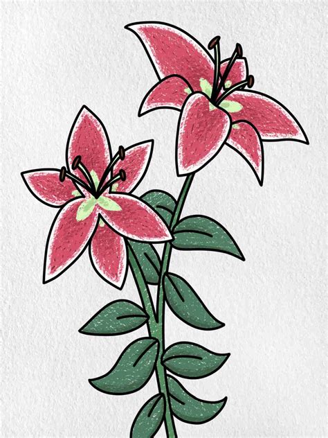 Lily Flower Drawings In Color