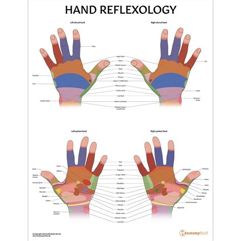 Hand Reflexology Poster Zone Therapy Massage