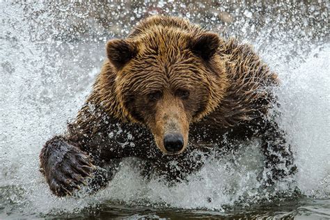 Smithsonian Photo Contest 2014 Vote For Best Wildlife Travel And