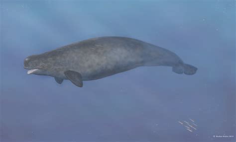 First Ever Beluga Narwhal Hybrid Found In The Arctic Fox News