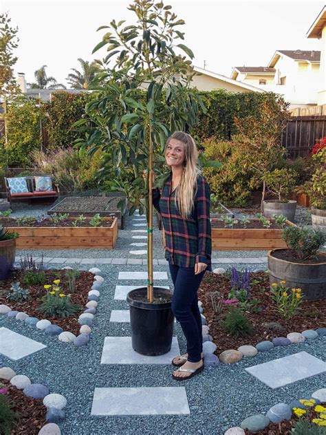 Want your own avocado tree or houseplant? How to Grow Avocados: Tree Varieties, Climate, Planting ...