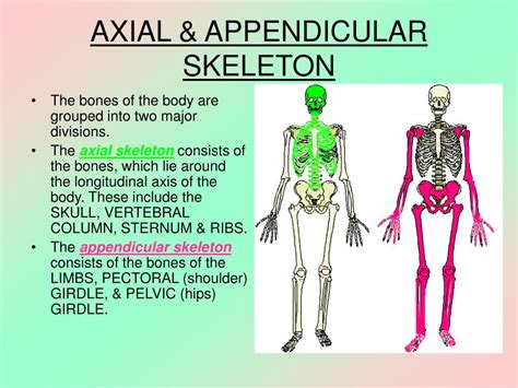Axial And Appendicular Skeleton Labeling