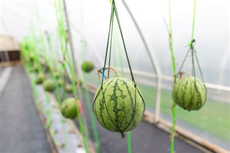 Hydroponic Watermelon Farming In A Greenhouse Key Rules To Start From