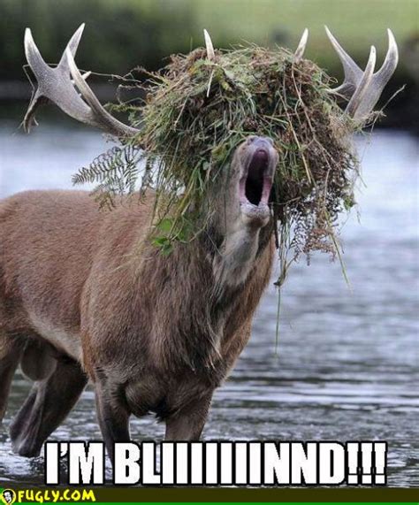 High Fashion Elk Funny Deer Pictures Funny Deer Funny Animals