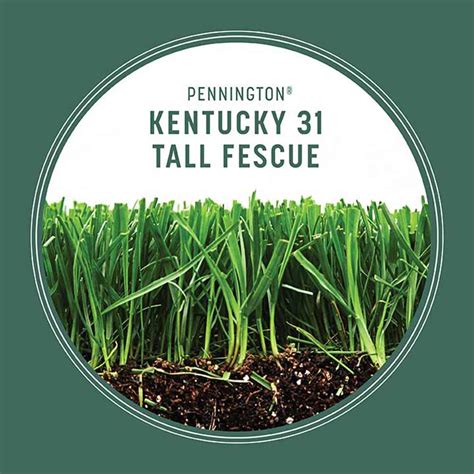 Seedranch Kentucky 31 Tall Fescue Grass Seed 50 Ubicaciondepersonas