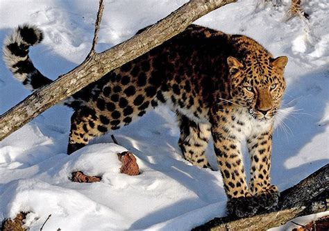Bohai Tour Wildlife Adventures On Instagram 🐆 Amur Leopard Is The
