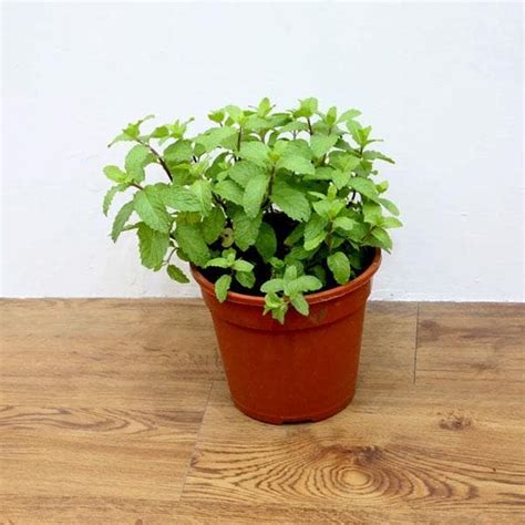 Buy Mentha Arvensis Japanese Mint Plant Online From Nurserylive At