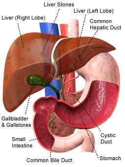 Right lobe, left lobe, caudate. Liver diagram for assignment ~ Human Anatomy