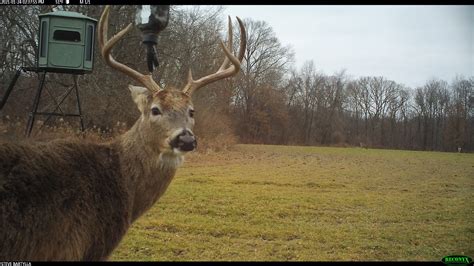 How To Kill A Big Buck Over A Mock Scrape Deer And Deer Hunting
