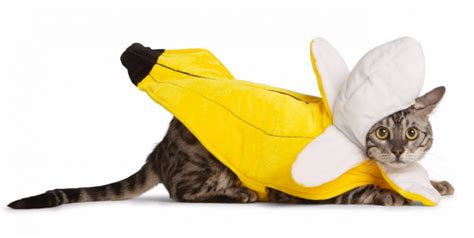 Cat Banana Costume Peacecommission Kdsg Gov Ng