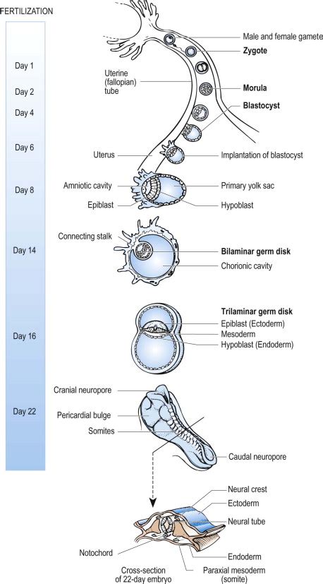 Embryology And Early Development Of The Eye And Adnexa Ento Key