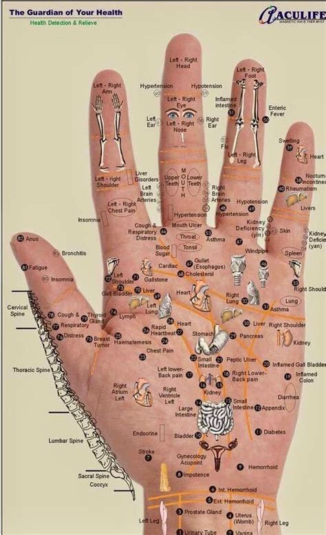 Talk To The Hand Reflexologie Gesundheit Handreflexzonenmassage