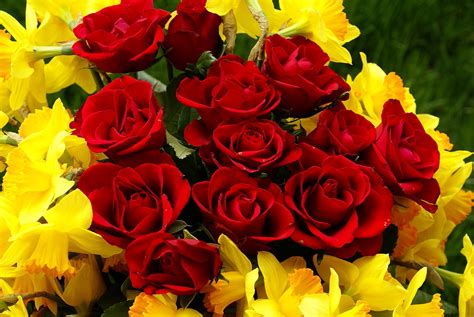 Red Roses On March 8 With Daffodils Wallpapers And Images Wallpapers