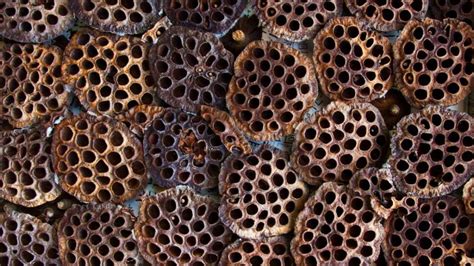Phobia Of Holes Trypophobia Test Causes Symptoms And Cure Scoopify