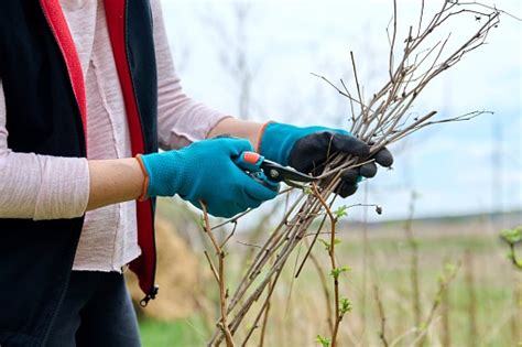 Closeup Of A Gardeners Hands In Gloves Doing Spring Pruning Of A