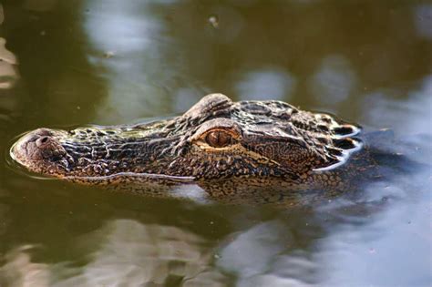 Alligator Eyes Stock Image Image Of Gator Size Eyeing 15776955
