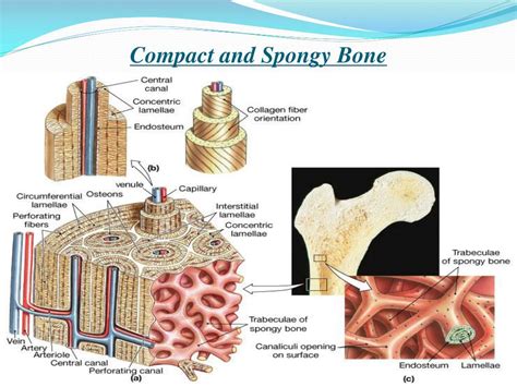 Humerus Anatomy Spongy Bone