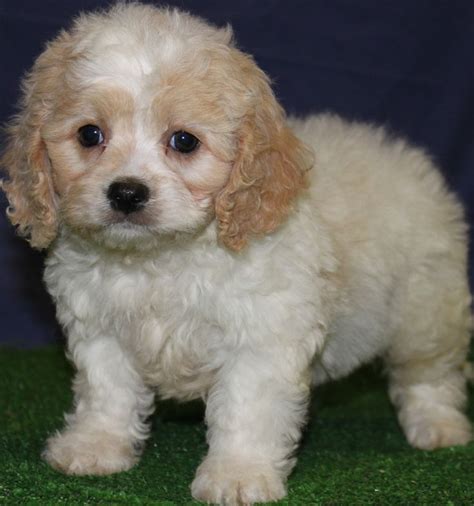 It's the crossbreed of a cavalier king charles spaniel and a poodle. Cavapoo Puppies for sale | New Jersey Puppies For Sale ...
