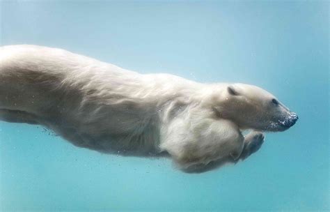 15 Names From Around The World For Polar Bears