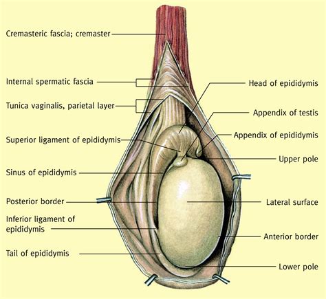 Scrotum Testis And Epididymis Surgery Oxford International Edition