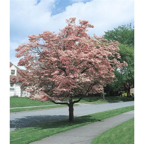 The dogwood tree is an attractive tree in every season of the year. 5.5-Gallon Pink Flowering Dogwood Flowering Tree in Pot ...