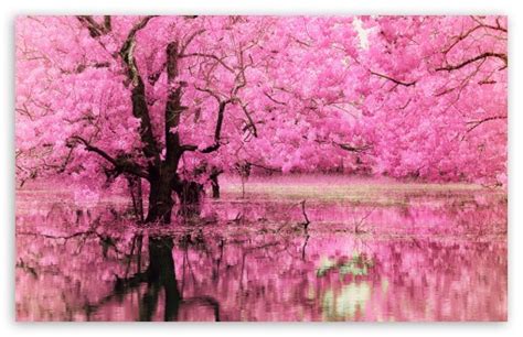 Pink Trees Reflected In Water Ultra Hd Desktop Background